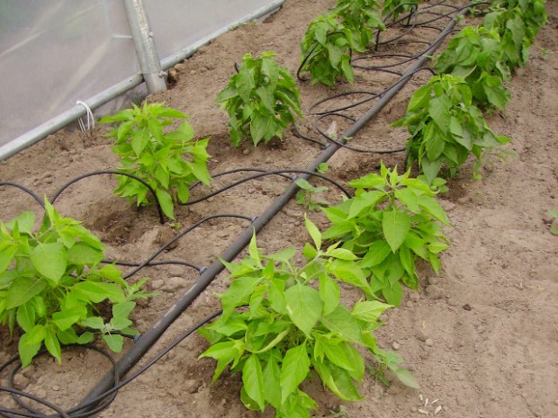 Voorbereiding Zij zijn Previs site Chili pepers kweken: Planten in volle grond (4/8)chilis.be | chilis.be