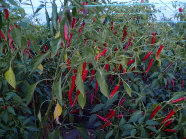 kom tot rust laden een keer Chili pepers kweken: Van jonge plant tot vruchtzetting (7/8)chilis.be |  chilis.be
